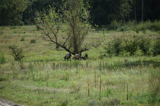 Sielmann Nature Park Döberitz Heath