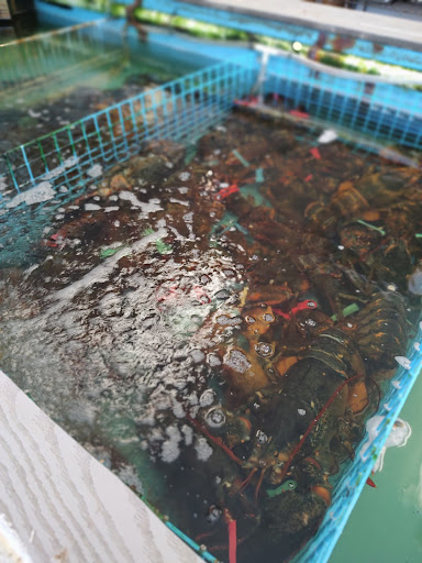 Dennisport Lobster Co - Thumbnail