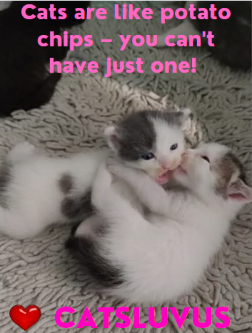 Cats Luv Us Google Business photo