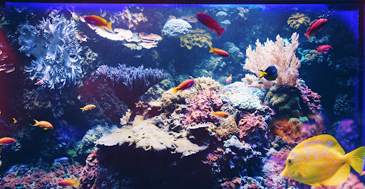 Reef Ready - Visual