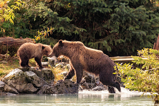Bear Viewing Tours Alaska - United States