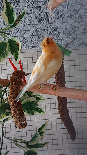 France Oiseaux