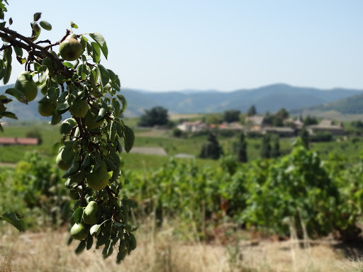 Photo de Domaine Lachat à Régnié-Durette (69430)