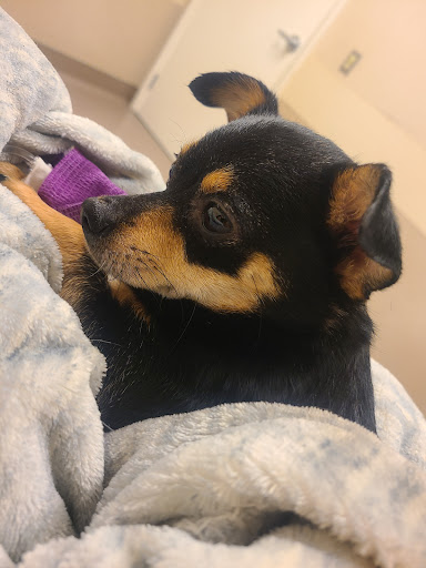 East Valley Emergency Pet Clinic Gallery - United States