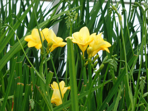 Guernsey Freesia Centre - Thumbnail