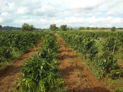 Photos of OKLAO Coffee Farm (LAOs)