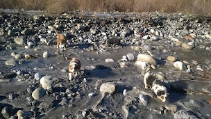 Photo n°16 de Bergers du Noryema à Entraunes (Dresseur pour chiens)