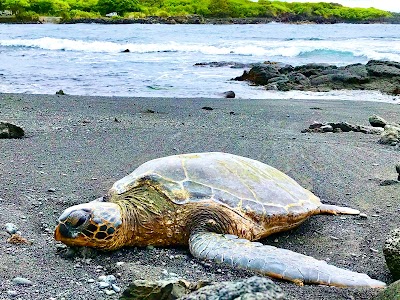 Punaluʻu Beach