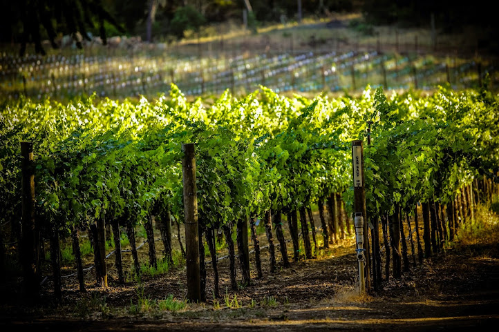 Sinegal Estate Winery by null