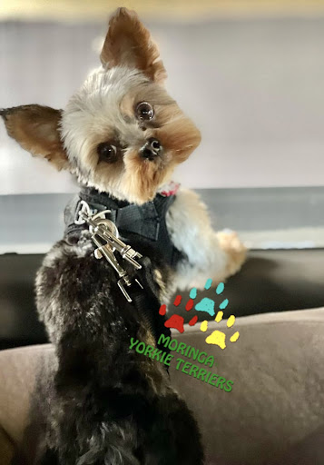 MORINGA YORKIE TERRIERS * TOP QUALITY TEACUP & TOY YORKIE PUPPIES CALIFORNIA - Thumbnail