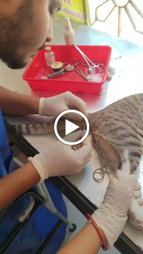 Neuter in cat post image