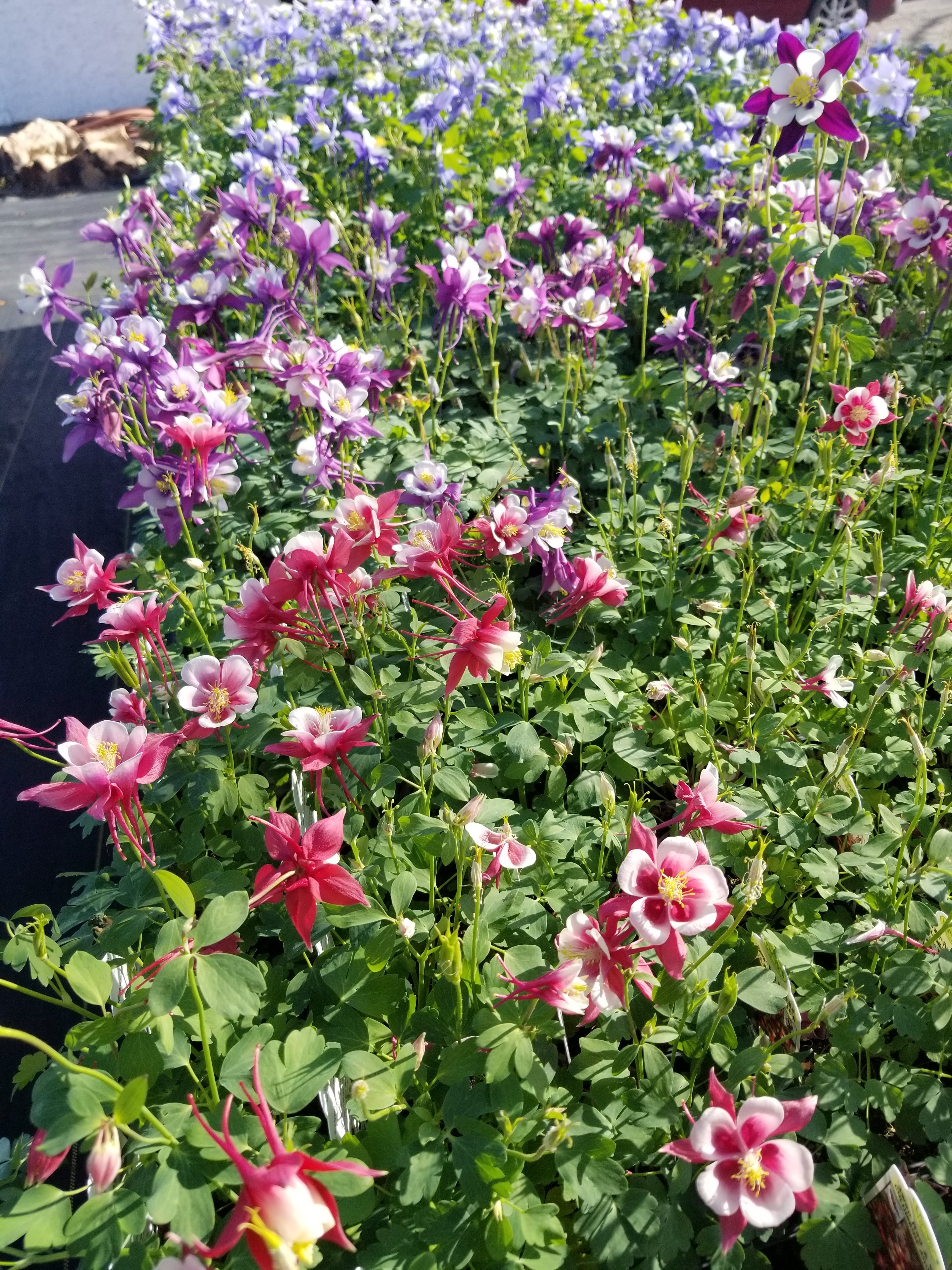Afton's Garden Center