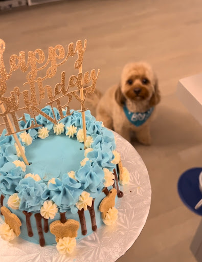 The Dog Cakery - Thumbnail