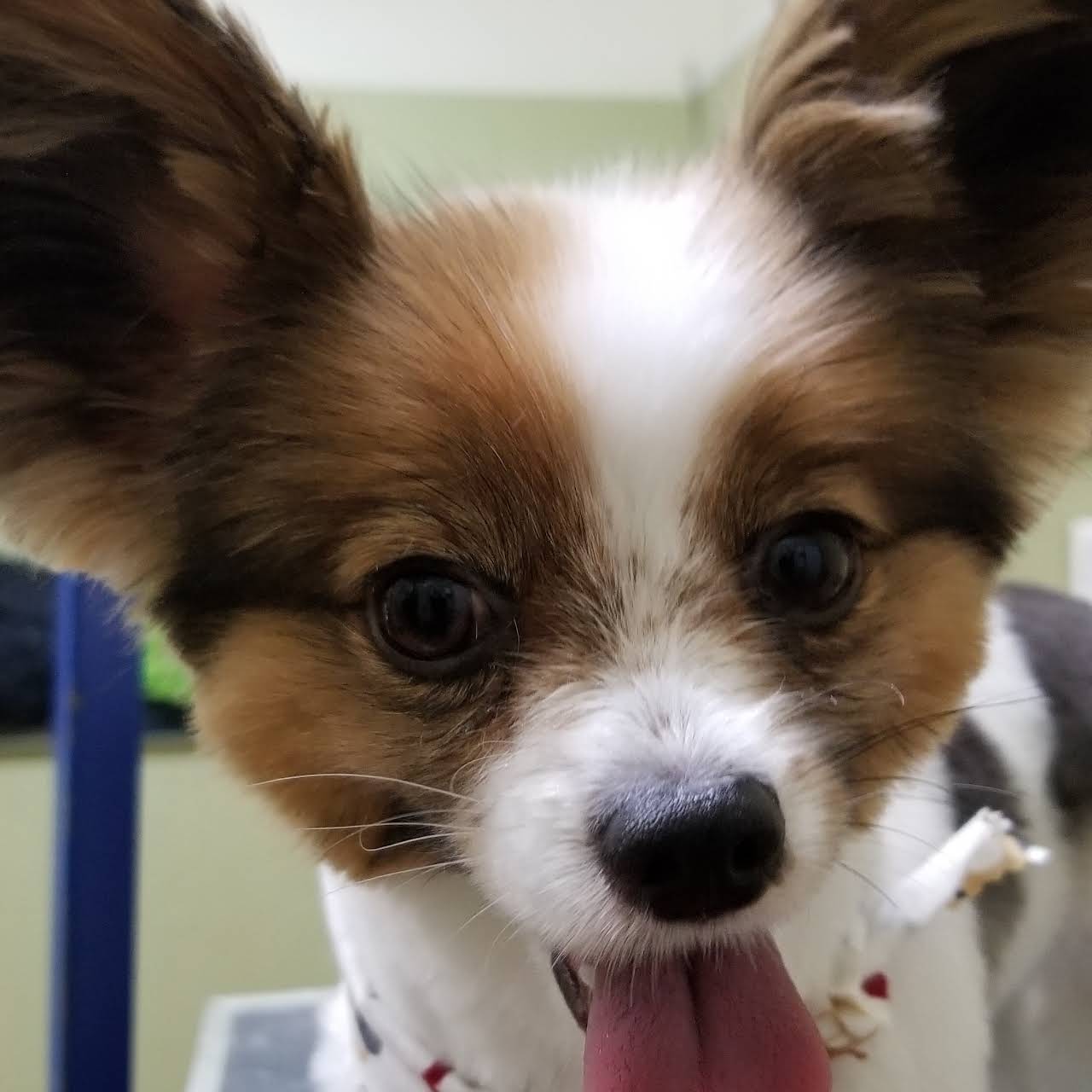 Ruff N Fluff Pet Grooming Pet Groomer in Auburn