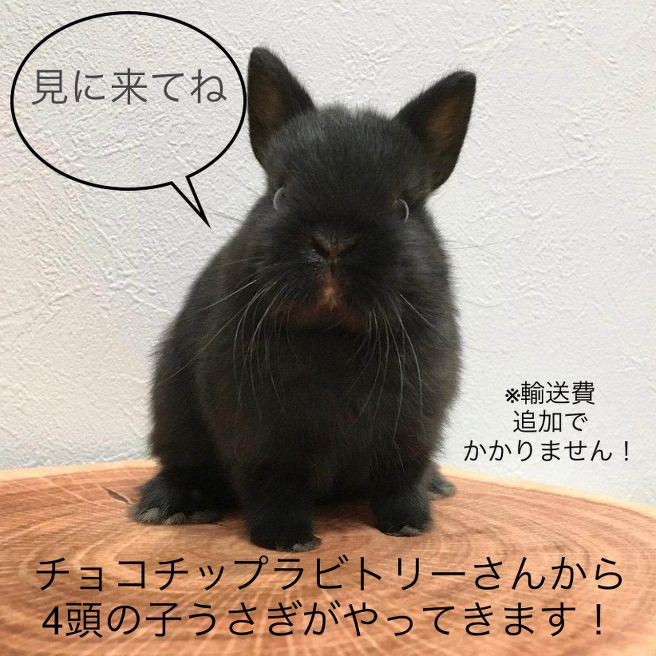 ネザーランドドワーフ専門 モエレラビトリー うさぎ ネザーランドドワーフ 専門のペットショップです 牧草配達も行なっています 自宅ショップのため 要予約になります