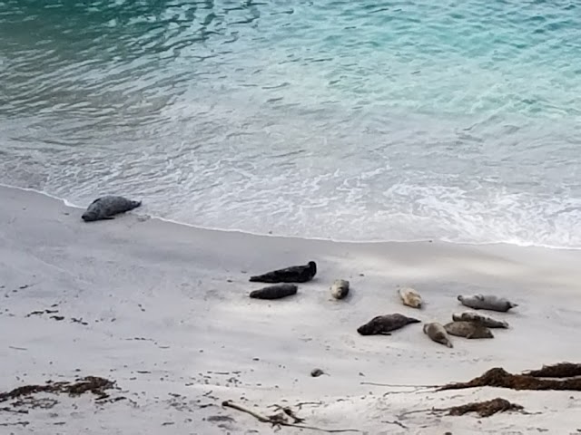 Point Lobos State Natural Reserve