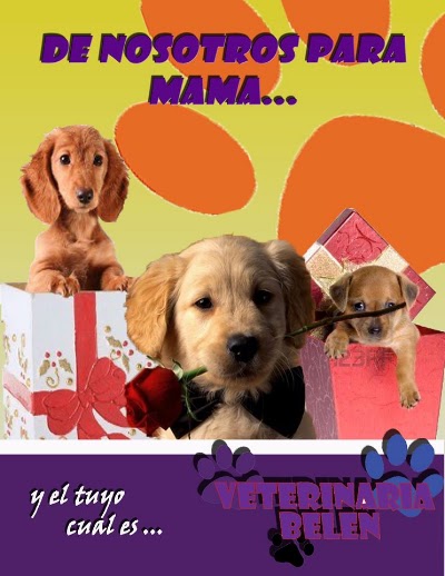 Photos of Cl&iacute;nica Veterinaria Bel&eacute;n