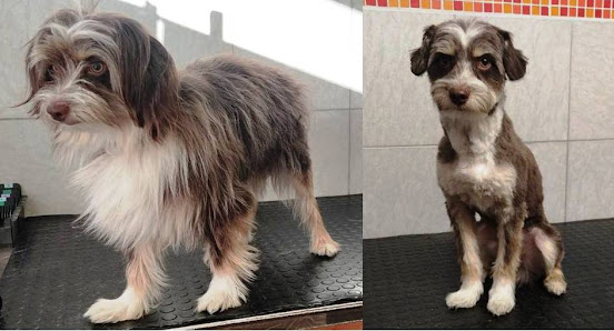 Bild: Hundesalon jeFELLt Hund