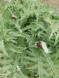 Photo n°5 de Jardins familiaux du Pastel à Puylaurens (Association bénévole)