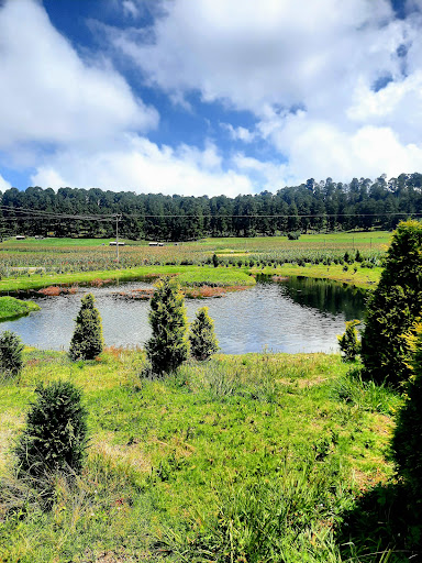 ARBOLES NAVIDEÑOS NATURALES TOLUCA PLANTACION GONZALEZ - Thumbnail