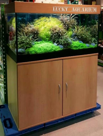 Photos of Lucky Aquarium