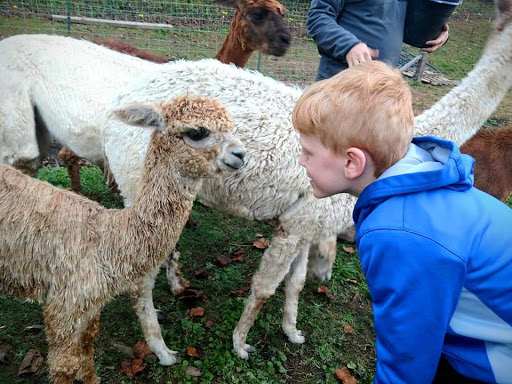 Sugg Plantation And Alpaca Farm - Thumbnail