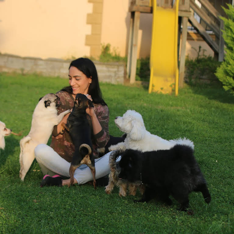 Pati Abla Kopek Evi Kopek Oteli Kucuk Irk Cocuklarinizin Kendi Evleri Gibi Bir Kopek Oteli