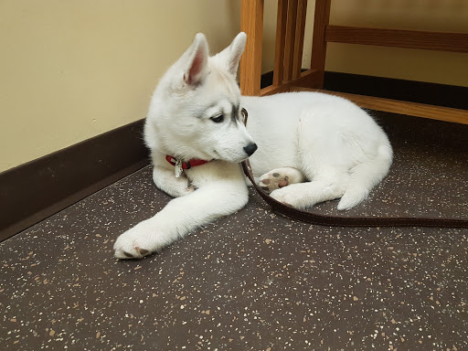 Carnegy Animal Hospital