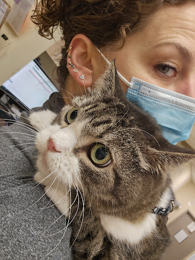 VCA Alderwood Companion Animal Hospital - Thumbnail