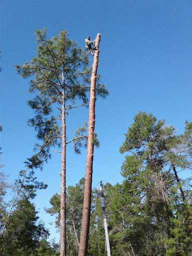 Bloomfield Tree Co. LLC - Thumbnail