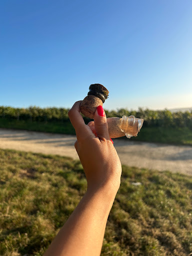 Beauté Champagne - Thumbnail