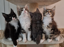 Chatterie du Pays d’Hécate : Élevage de chats/chatons maine coon Loof en Indre-et-Loire, Centre-Val de Loire à Chambourg-sur-Indre