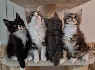 Photo n°1 de Chatterie du Pays d’Hécate : Élevage de chats/chatons maine coon Loof en Indre-et-Loire, Centre-Val de Loire à Chambourg-sur-Indre (Éleveur de chats)