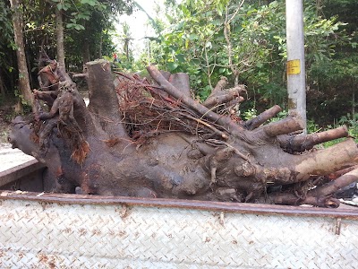 Photos of Bowo Galleri Bonsai Dan Lukisan