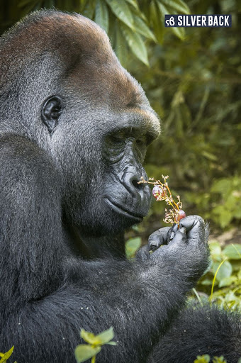 Silverback - Visual