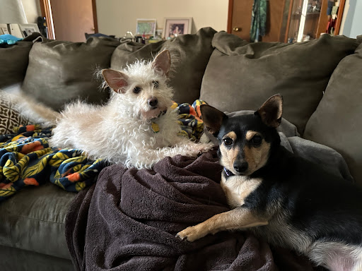 Ulster County SPCA - Thumbnail