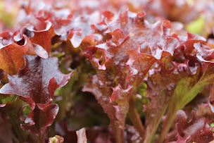 Photo n°15 de Ferme Maraîchère BIO À Travers Champs - Savoie à Domessin (Maraîcher)
