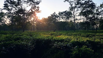 Photos of Himalaya Mahalaxmi Tea Garden