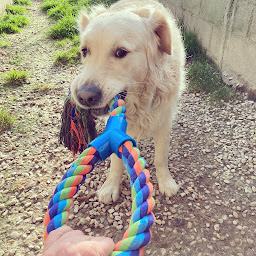 Photo n°22 de Pension chiens et chats Charton Gérard Et Laure SAS à Saint-Hilaire-les-Andrésis (Dresseur d'animaux de compagnie)