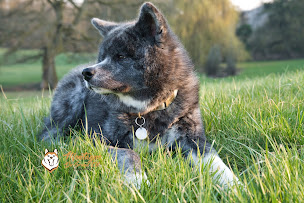 Photo n°3 de Elevage canin - akita inu - la montagne du grand est à Val de Livre (Éleveur de chiens)