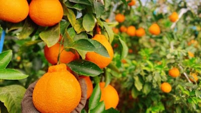 有限会社フレッシュ吹上 黒川農園