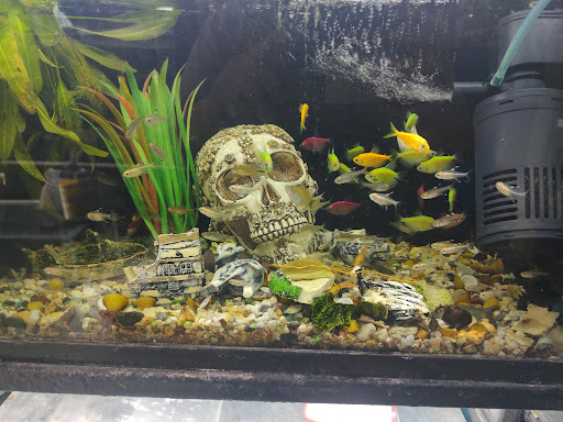 Acuario Gold Fish - Thumbnail