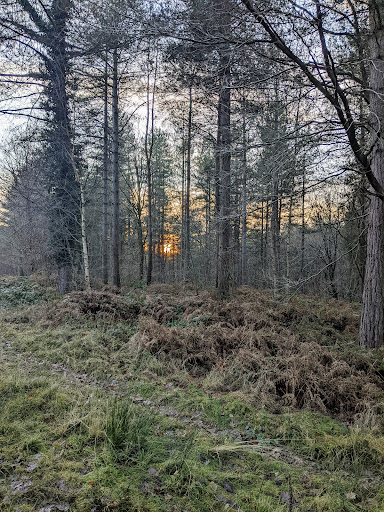 Sheffield Forest - Visual