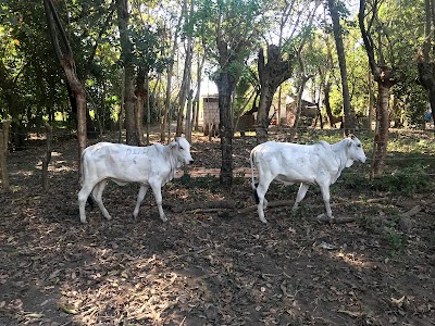 Photos of Finca Argentina, Masagua Escuintlq