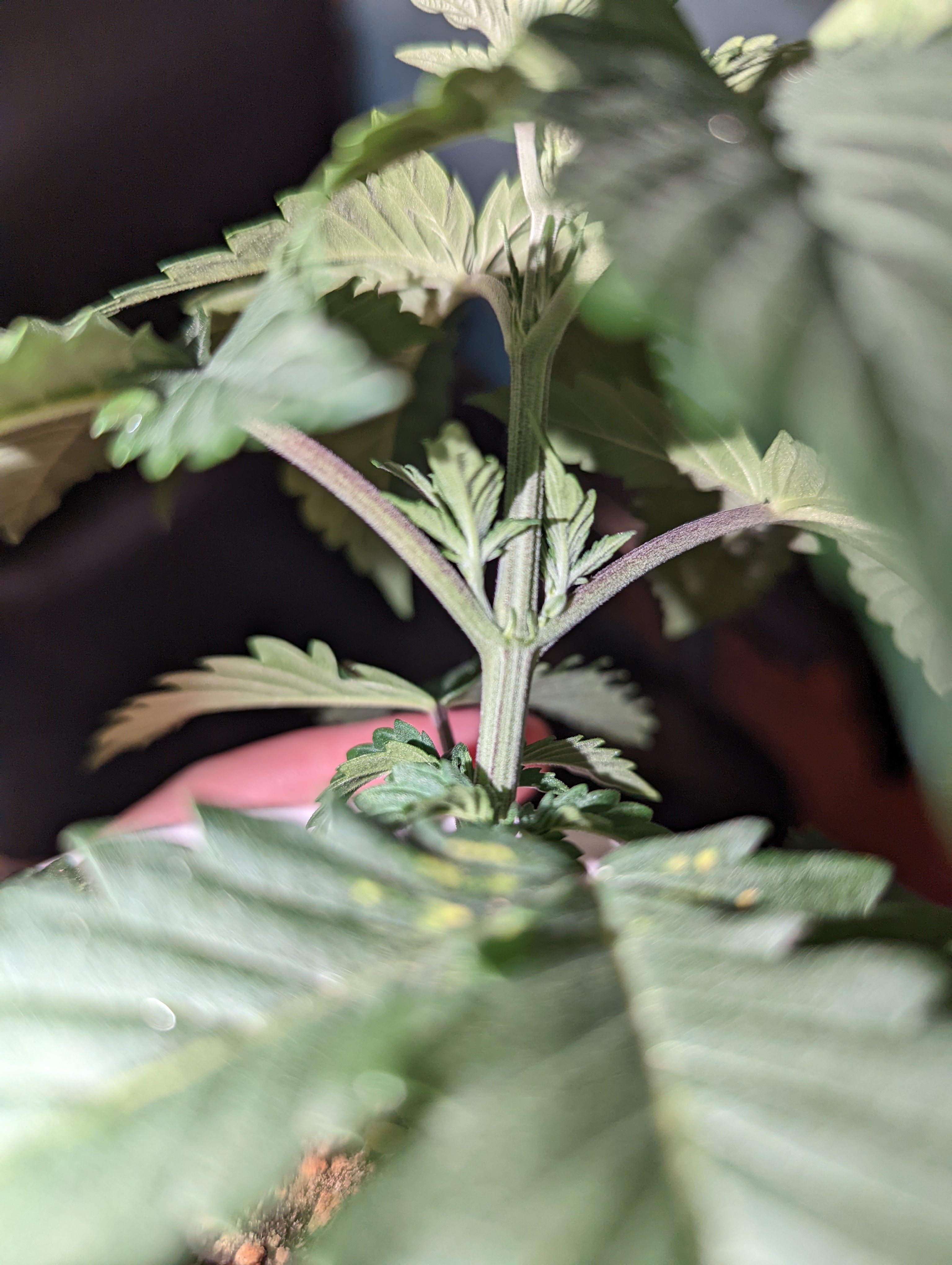 CANNABIS SEED USA