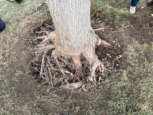 Tony's Tree Service - Thumbnail