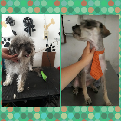 Photos of Cl&iacute;nica Veterinaria Manchitas