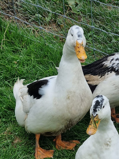 Chick Chicks - Visual