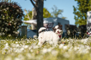 Photo n°35 de Camping RCN la Bastide en Ardeche à Sampzon (Complexe hôtelier)