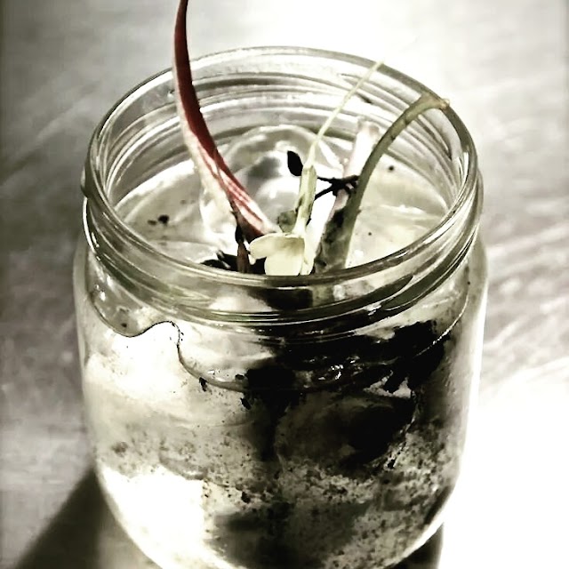 Soda